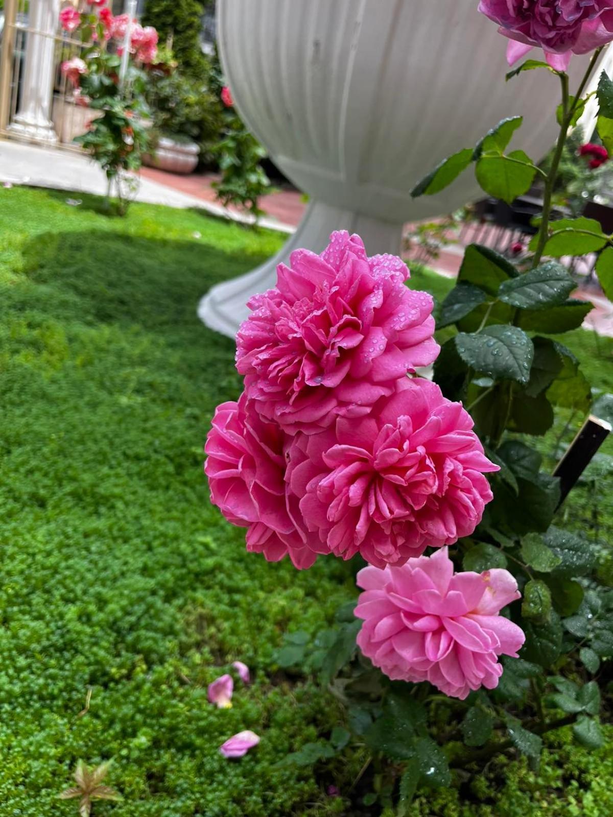 Rose Garden Omax Apartments Sunny Beach Exterior foto